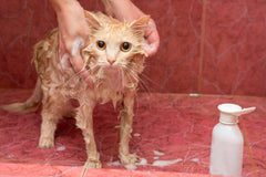 Protect-A-Pet for CATS Kills, Fleas, Tick, Lice Spray & Shampoo with Seaweed Additive -32 Oz